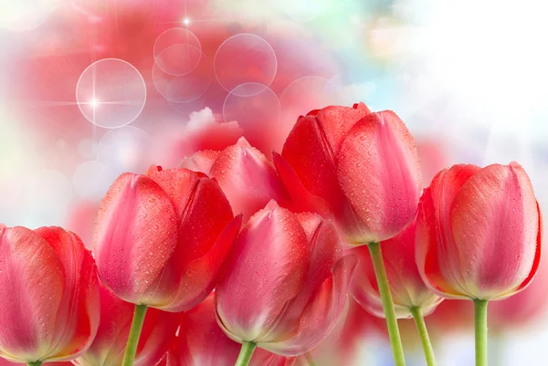 Tulip flowers close up — Stock Photo, Image