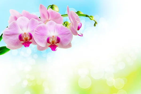 Fiore del Orchid vicino — Foto Stock