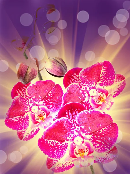 Fiore del Orchid vicino — Foto Stock