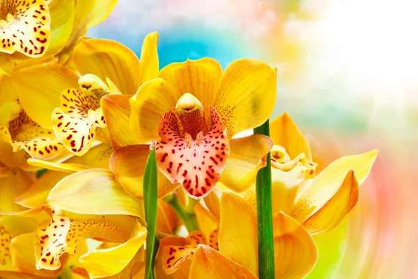 Flor de orquídea perto — Fotografia de Stock