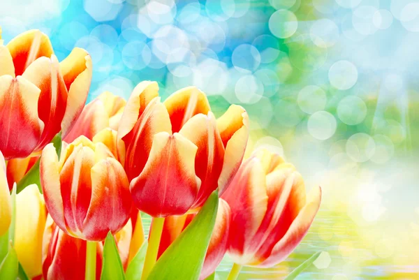 Fleurs de tulipe fermer — Photo