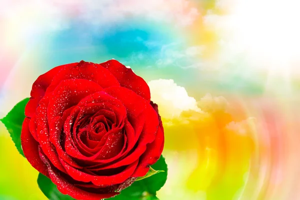Rosa flor de cerca — Foto de Stock