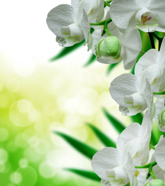 Flor de orquídea perto — Fotografia de Stock