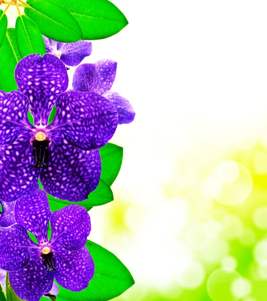 Flor de orquídea perto — Fotografia de Stock