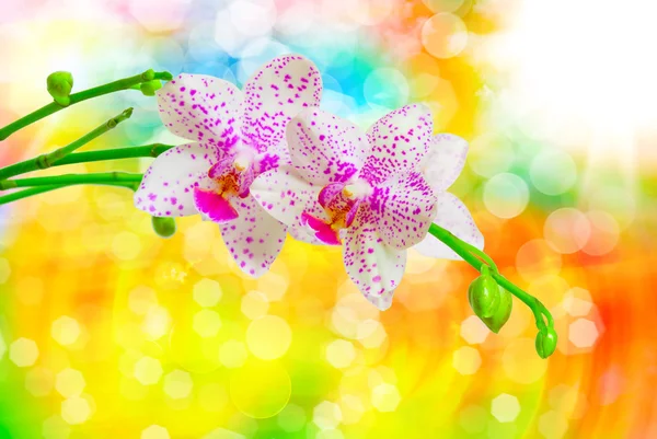 Orchideenblume aus nächster Nähe — Stockfoto