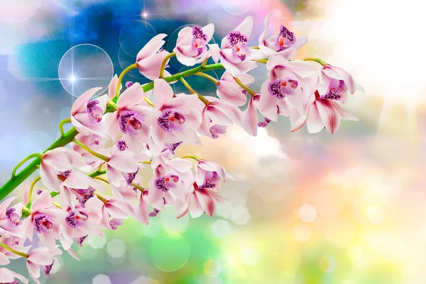 Орхідея квітка крупним планом — стокове фото