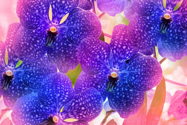 Orchideebloem close-up — Stockfoto