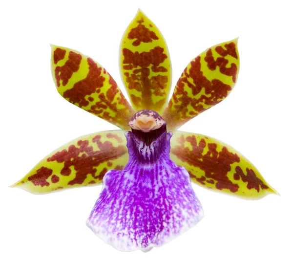 Flor de orquídea isolada em branco — Fotografia de Stock