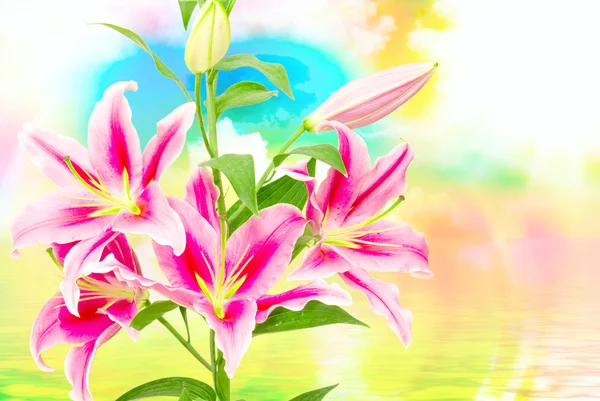 Close up of pink lilies — Stock Photo, Image