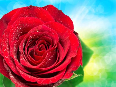 Gül çiçeği. Yaklaş.