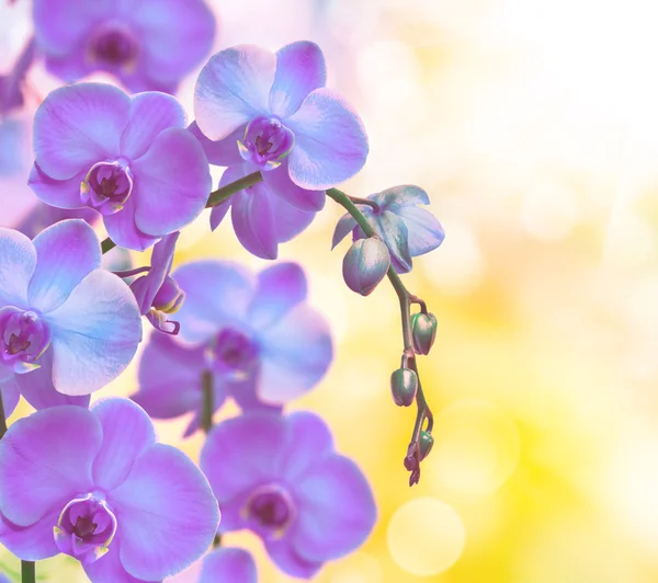 Flor de orquídea de cerca — Foto de Stock