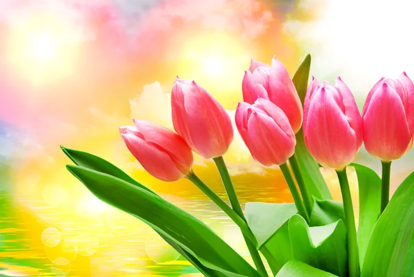 Fiori di tulipano da vicino — Foto Stock