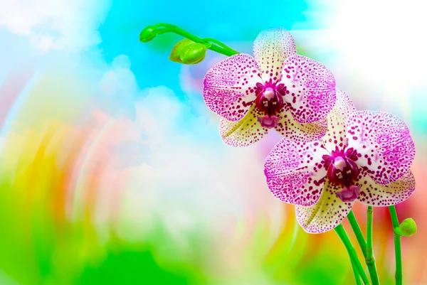 Orkide çiçek yakın çekim — Stok fotoğraf