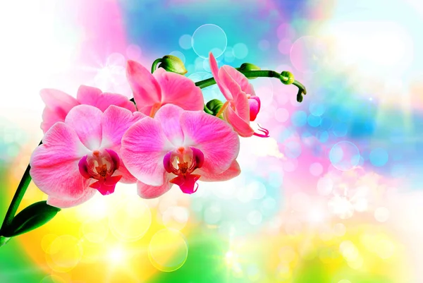 Orchid flower close up — Stock Photo, Image