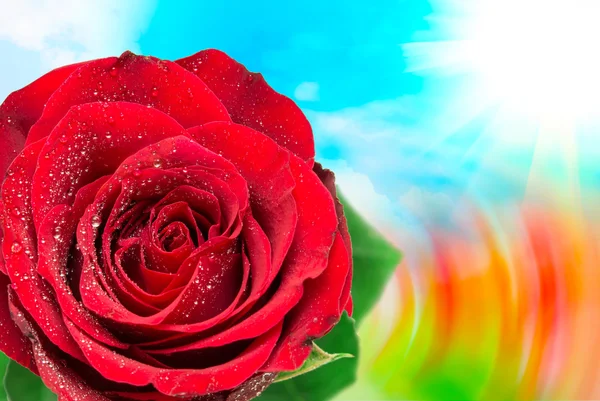 Троянда квітка крупним планом — стокове фото
