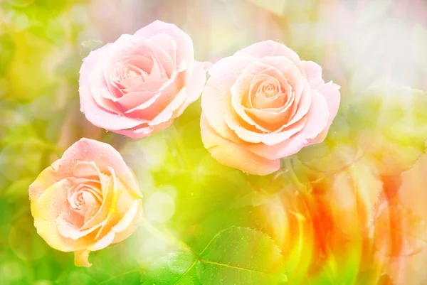 Fiore di rosa da vicino — Foto Stock