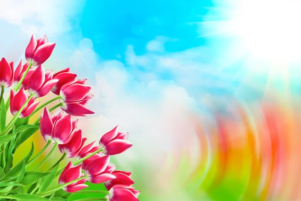 Tulip flowers close up — Stock Photo, Image