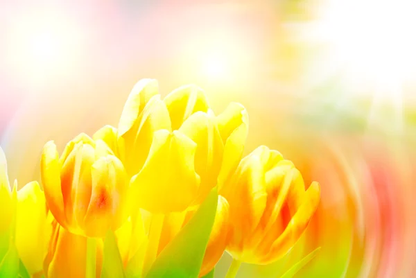 Tulpenblüten aus nächster Nähe — Stockfoto