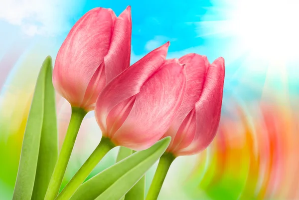 Tulip flowers close up Royalty Free Stock Images