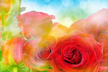 Gül çiçeği. Yaklaş.