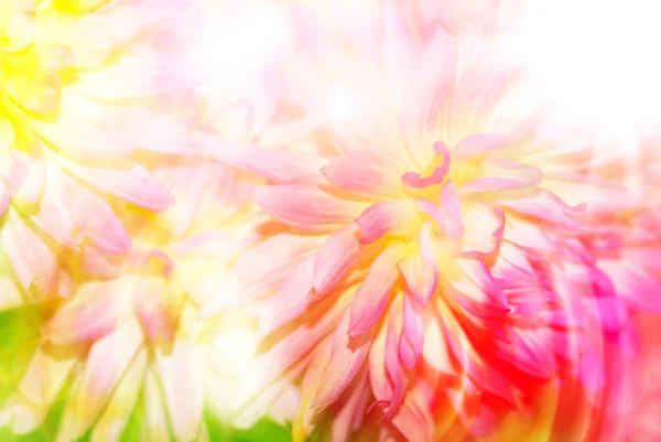 Gerber çiçek yakın çekim — Stok fotoğraf