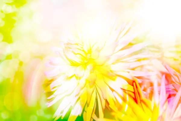 Gerberblume aus nächster Nähe — Stockfoto