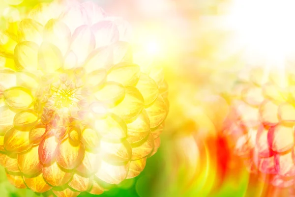 Gerber flor de perto — Fotografia de Stock