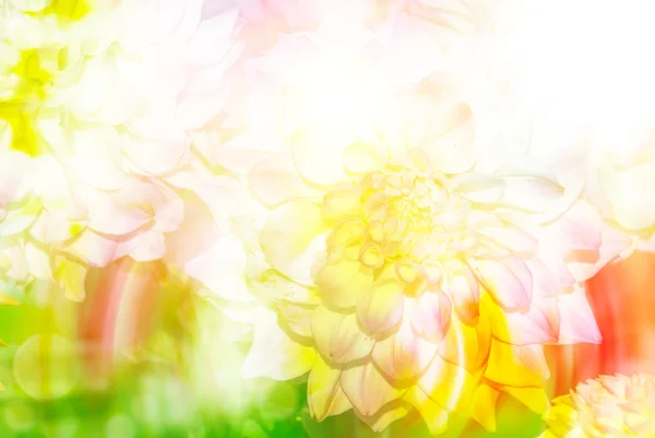 Gerber flower close up — Stock Photo, Image