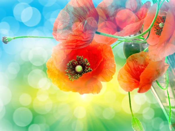 Red poppy close up — Stock Photo, Image