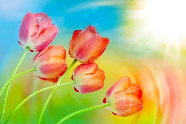 Tulip flowers close up — Stock Photo, Image