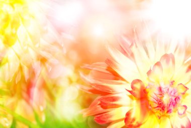 Gerber çiçek yakın çekim