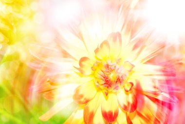 Gerber çiçek yakın çekim