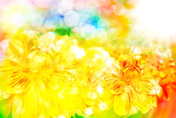 거 버 꽃 가까이 — 스톡 사진