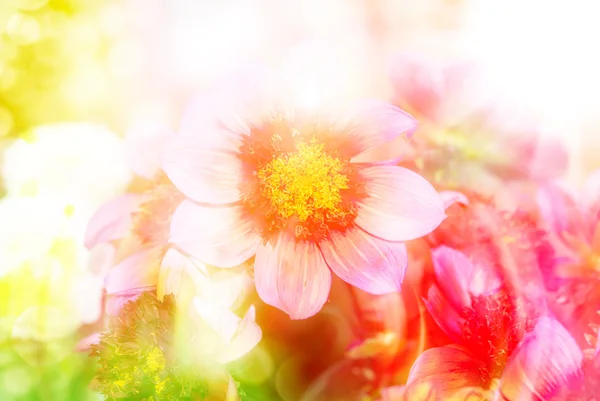 Gerberblume aus nächster Nähe — Stockfoto