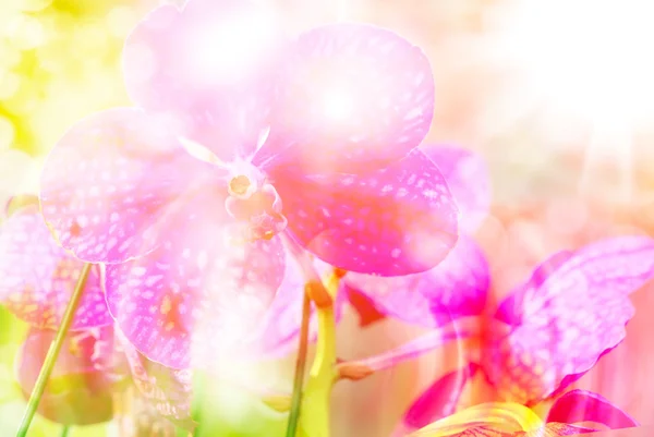 Flor de orquídea perto — Fotografia de Stock