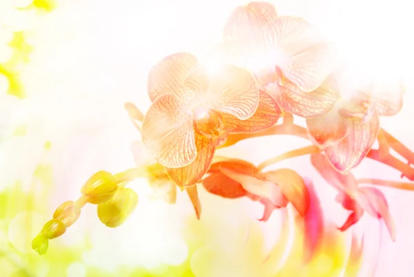 Flor de orquídea perto — Fotografia de Stock