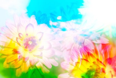 Gerber çiçek yakın çekim