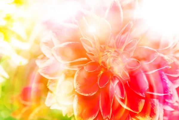 Gerber fiore da vicino — Foto Stock