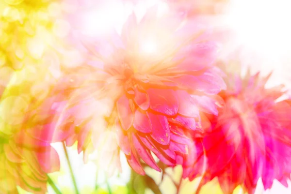 Gerber kwiat bliska — Zdjęcie stockowe