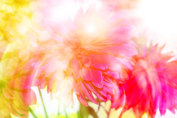 Gerberblume aus nächster Nähe — Stockfoto