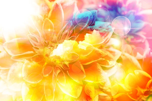 Gerber kukka lähikuva — kuvapankkivalokuva