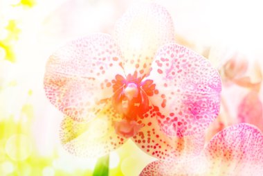 Orkide çiçek yakın çekim