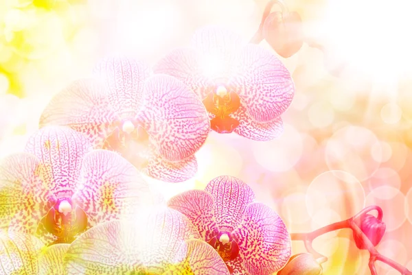 Flor de orquídea perto — Fotografia de Stock