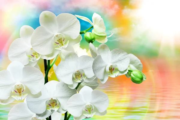 蘭の花のクローズ アップ — ストック写真