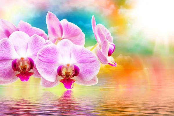 Fiore del Orchid vicino — Foto Stock