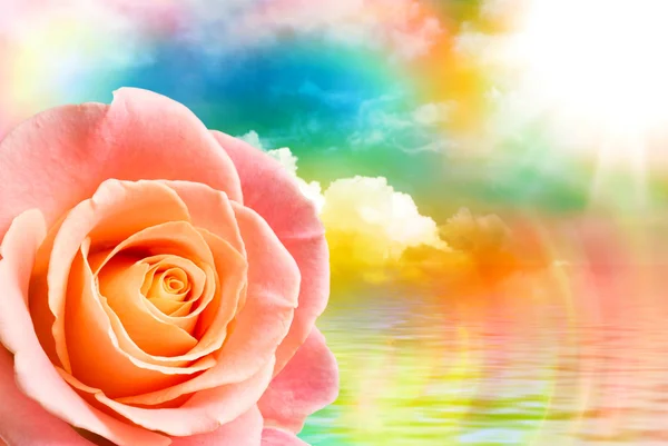 Rose flower close up — Stock Photo, Image