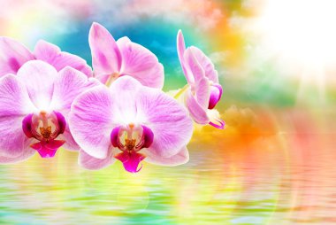 Orkide çiçek yakın çekim