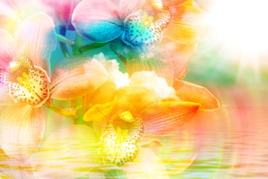 Orkide çiçek yakın çekim