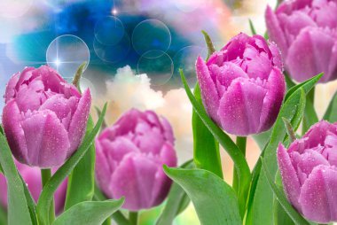 Lale çiçek yakın çekim