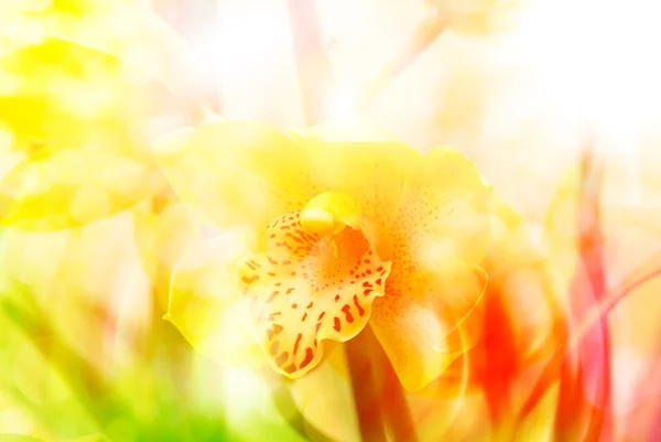 Flor de orquídea perto — Fotografia de Stock